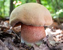 Attēlu rezultāti vaicājumam “Sutorius luridiformis”