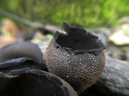 Attēlu rezultāti vaicājumam “Craterium aureum stalked”