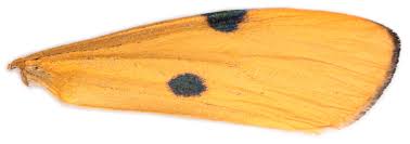 Attēlu rezultāti vaicājumam “Lithosia quadra female”