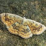 Attēlu rezultāti vaicājumam “Cyclophora annularia”