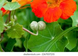 Attēlu rezultāti vaicājumam “Tropaeolum majus bud”