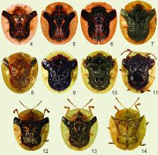 Attēlu rezultāti vaicājumam “Cassida”