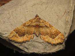 Attēlu rezultāti vaicājumam “Pelurga comitata”