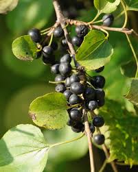 Attēlu rezultāti vaicājumam “Rhamnus cathartica fruit”