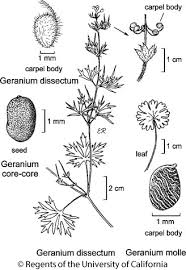 Attēlu rezultāti vaicājumam “Geranium molle”