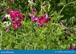 Attēlu rezultāti vaicājumam “Lathyrus sylvestris flower”
