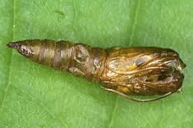 Attēlu rezultāti vaicājumam “Lozotaenia forsterana”