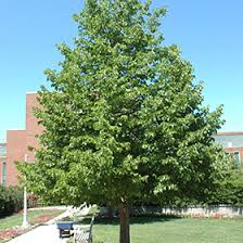 Attēlu rezultāti vaicājumam “Corylus colurna”