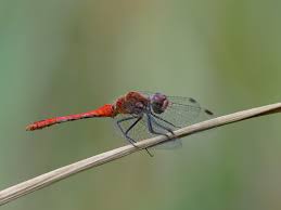 Attēlu rezultāti vaicājumam “Sympetrum sanguineum male”