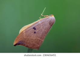 Attēlu rezultāti vaicājumam “Watsonalla binaria”