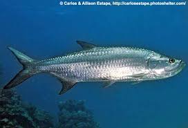 Image result for Megalops atlanticus