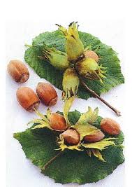 Attēlu rezultāti vaicājumam “Corylus avellana fruit”
