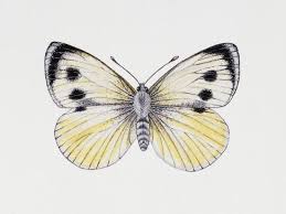 Attēlu rezultāti vaicājumam “Pieridae”