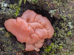 Attēlu rezultāti vaicājumam “Craterocolla cerasi”