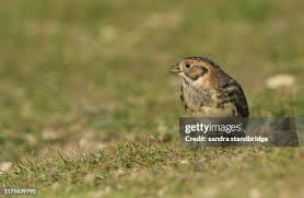 Image result for Calcarius lapponicus