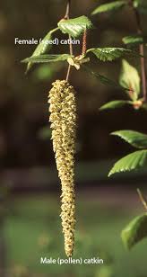 Attēlu rezultāti vaicājumam “Betula pendula flower”