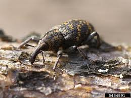 Attēlu rezultāti vaicājumam “Hylobius abietis”