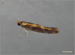 Attēlu rezultāti vaicājumam “Argyresthia goedartella”