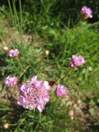 Attēlu rezultāti vaicājumam “Armeria vulgaris flower”