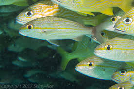 Image result for Haemulon aurolineatum