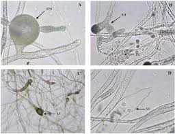 Attēlu rezultāti vaicājumam “Seligeria donniana sporophyte”