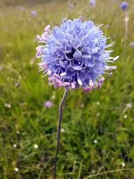 Attēlu rezultāti vaicājumam “Succisa pratensis flower”