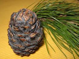 Image result for Pinus cembra