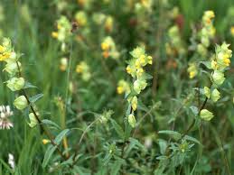 Attēlu rezultāti vaicājumam “Rhinanthus serotinus flower”