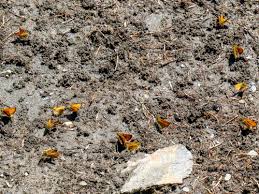 Attēlu rezultāti vaicājumam “Thymelicus sylvestris underside”
