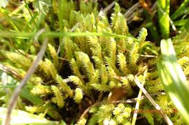 Attēlu rezultāti vaicājumam “Philonotis calcarea”