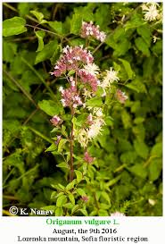 Attēlu rezultāti vaicājumam “Origanum vulgare flower”