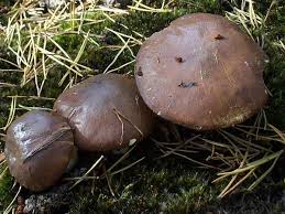 Attēlu rezultāti vaicājumam “Suillus luteus”