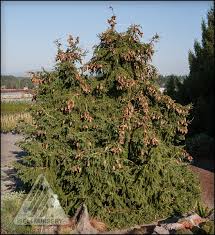 Attēlu rezultāti vaicājumam “Picea abies leaf”