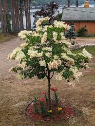 Attēlu rezultāti vaicājumam “Syringa reticulata subsp. amurensis leaf”