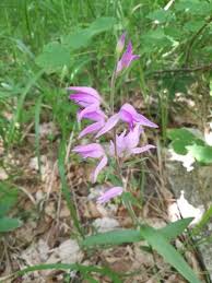 Attēlu rezultāti vaicājumam “Cephalanthera rubra”
