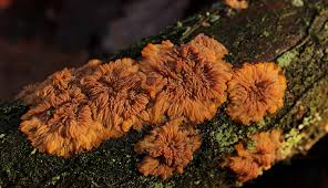 Attēlu rezultāti vaicājumam “Phlebia radiata”