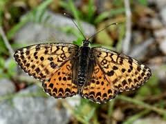 Attēlu rezultāti vaicājumam “Melitaea didyma underside”