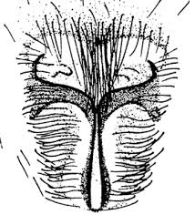 Attēlu rezultāti vaicājumam “Agroeca brunnea”