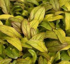 Attēlu rezultāti vaicājumam “Ajuga pyramidalis leaf”