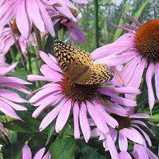 Attēlu rezultāti vaicājumam “Echinacea purpurea flower”