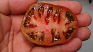 Afbeeldingsresultaat voor black sea man tomato