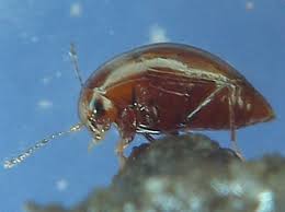 Attēlu rezultāti vaicājumam “Scaphisoma sp.”