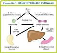 The ABCs of Pharmacokinetics - TheBody.