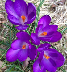 Attēlu rezultāti vaicājumam “Crocus tommasinianus”
