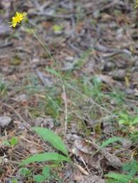 Attēlu rezultāti vaicājumam “Hieracium vulgatum”