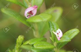 Attēlu rezultāti vaicājumam “Andromeda polifolia bud”