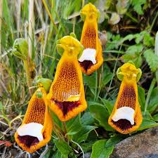 Image result for Calceolaria