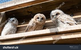 Attēlu rezultāti vaicājumam “Strix aluco juvenile”