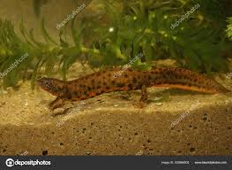 Attēlu rezultāti vaicājumam “Triturus vulgaris female”