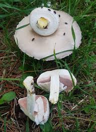 Attēlu rezultāti vaicājumam “Badhamia lilacina var. megaspora”